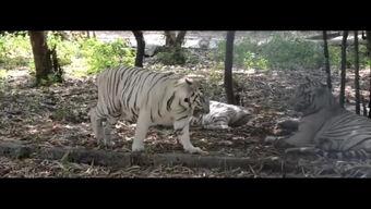 王庄爆料二虎视频播放下载,二虎视频播放下载攻略全解析